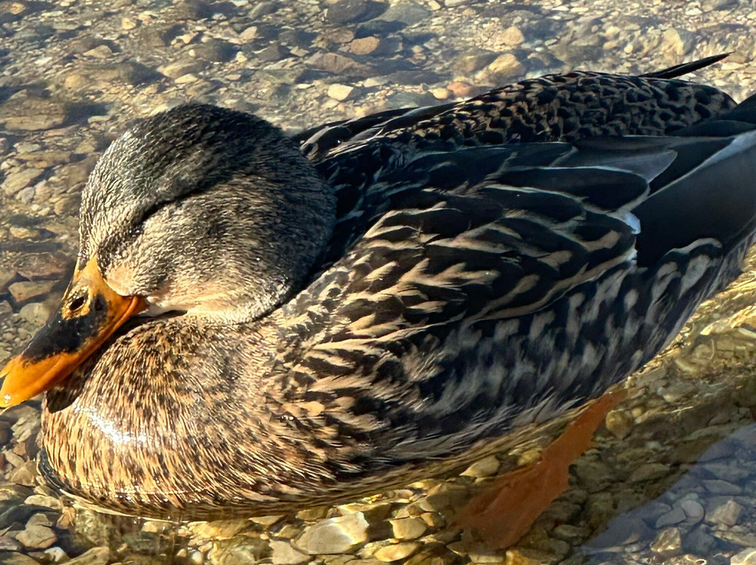 Lago di Caldonazzo-Calceranica al Lago必去景点