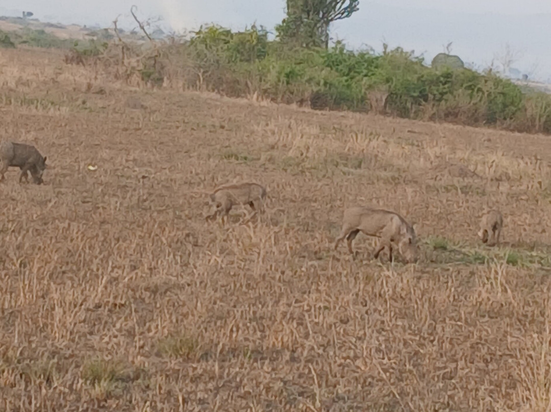 Umarella voyage safaris-恩德培必去景点