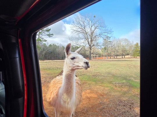 Cherokee Trace Drive-Thru Safari-Jacksonville必去景点