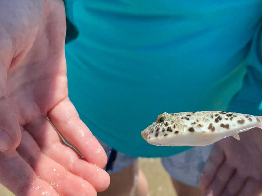 Conchas Beach-Barra de Sao Miguel必去景点