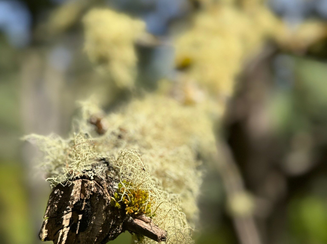 Tarraleah Cottages and Cabins主图