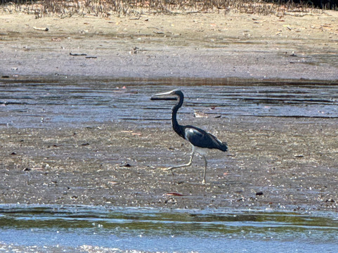 Wild Tamarindo-塔马林多必去景点