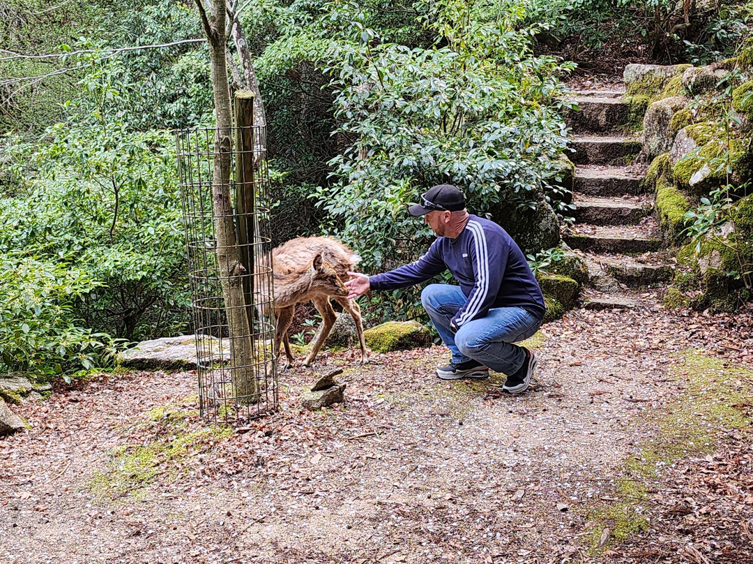 Momijidani Park-Itsukushima必去景点