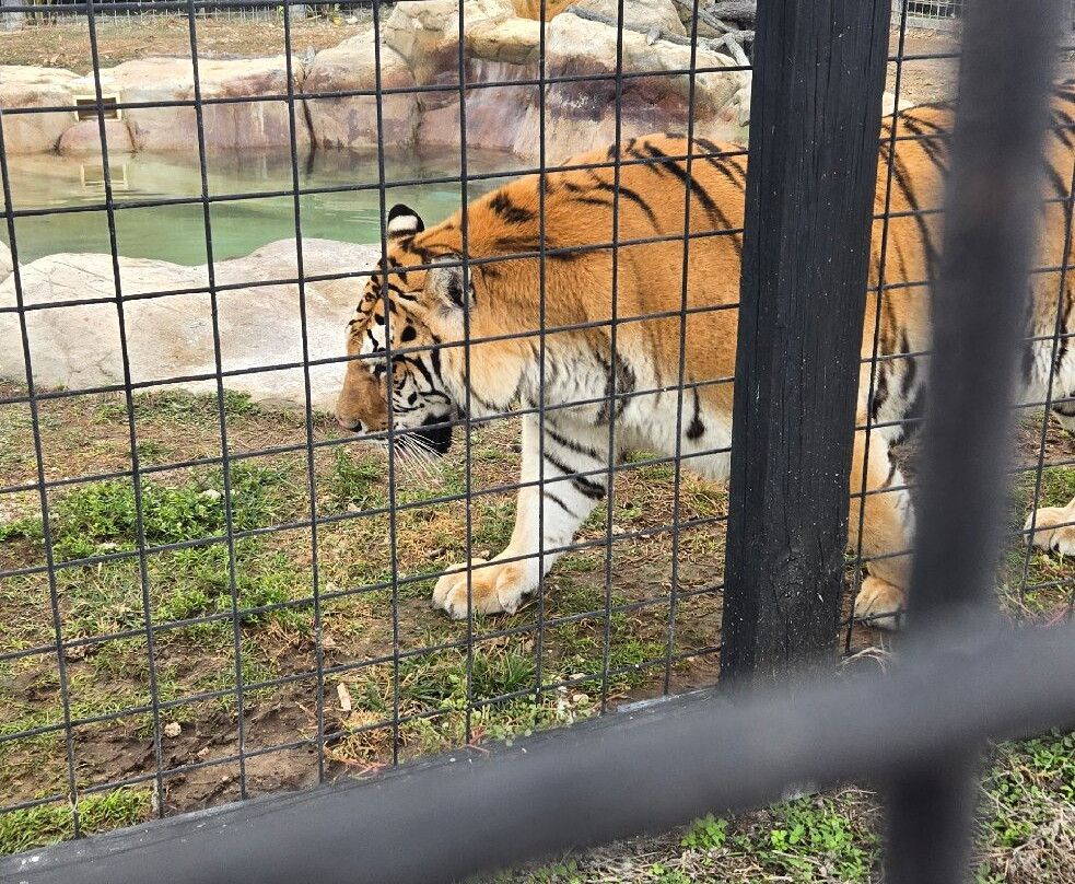 Captain Jack's Airboat Tours-大沼泽地必去景点