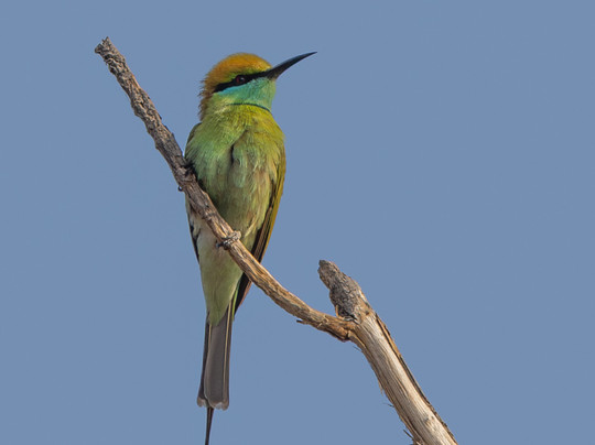 Jungle Buddies Tours-孟买必去景点