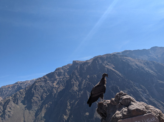 Transportes Turisticos Arequipa, Peru-Cayma必去景点