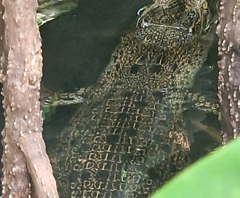 Lucky Boat Safari-班托塔必去景点
