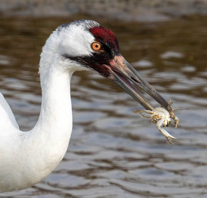Rockport Birding and Kayak Adventures-罗克波特必去景点