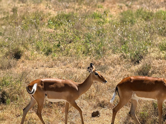 African Quest Safaris-蒙巴萨必去景点