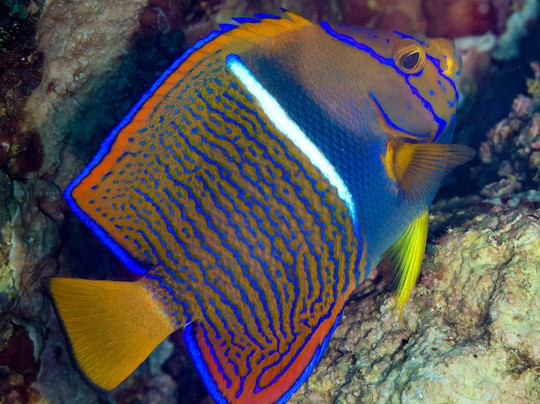 Costa Rica Adventure Divers-德雷克湾必去景点