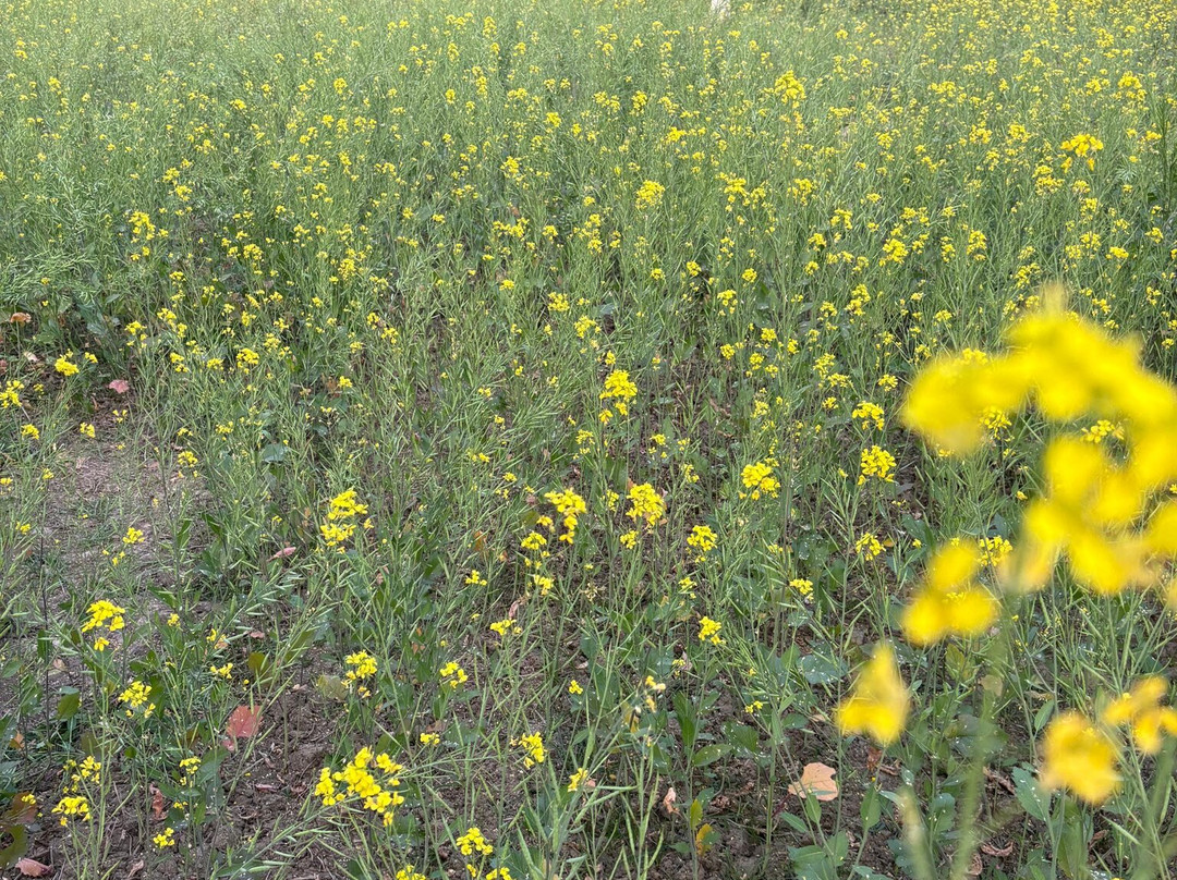 Greenic Farms-Birohi必去景点