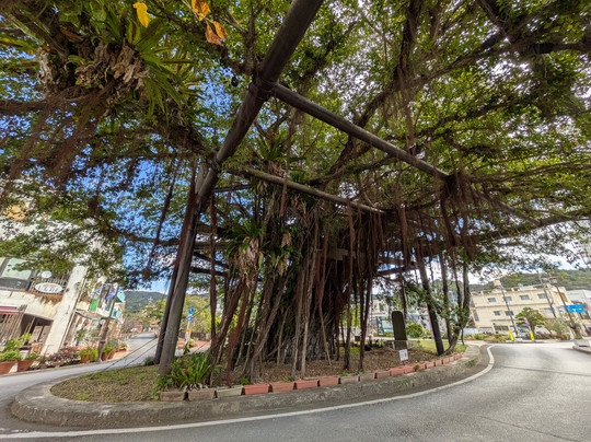 Nago Himpun Banyan Tree-名护市必去景点