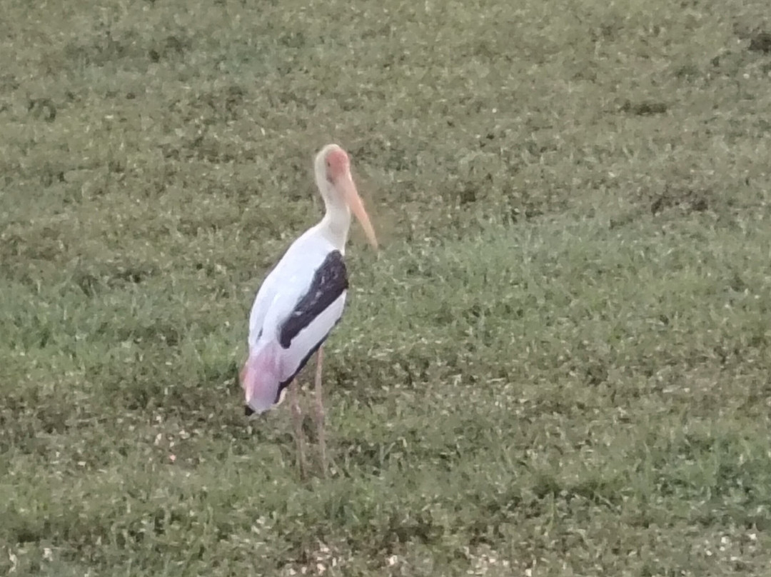 Kamal Safari Bundala Park-Hambantota必去景点