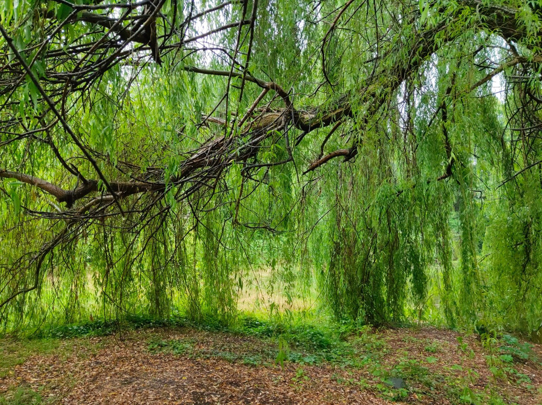 Parco Comunale delle Incisioni Rupestri di Luine-Darfo Boario Terme必去景点