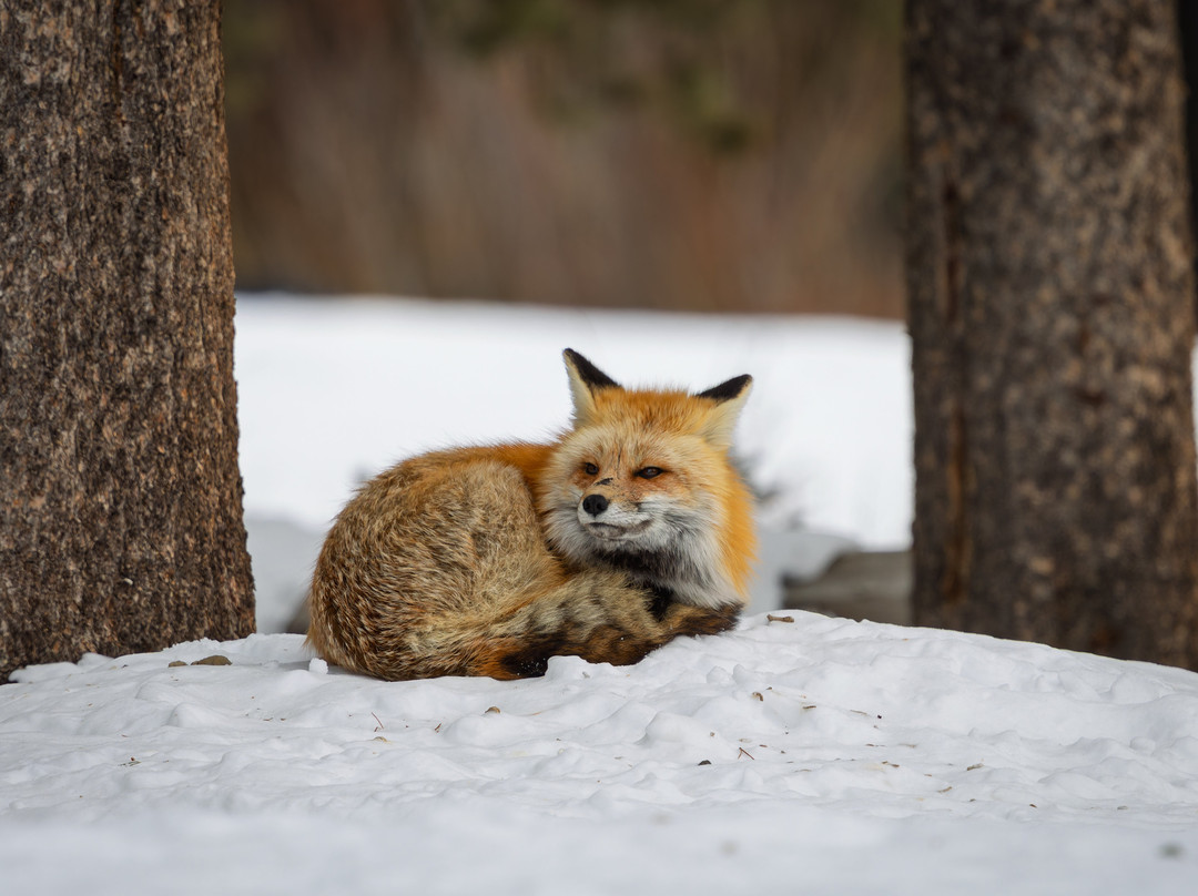 Yellowstone Wild-加德纳必去景点