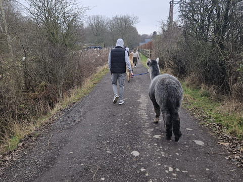 White Peak Alpaca Farm-Mobberley必去景点