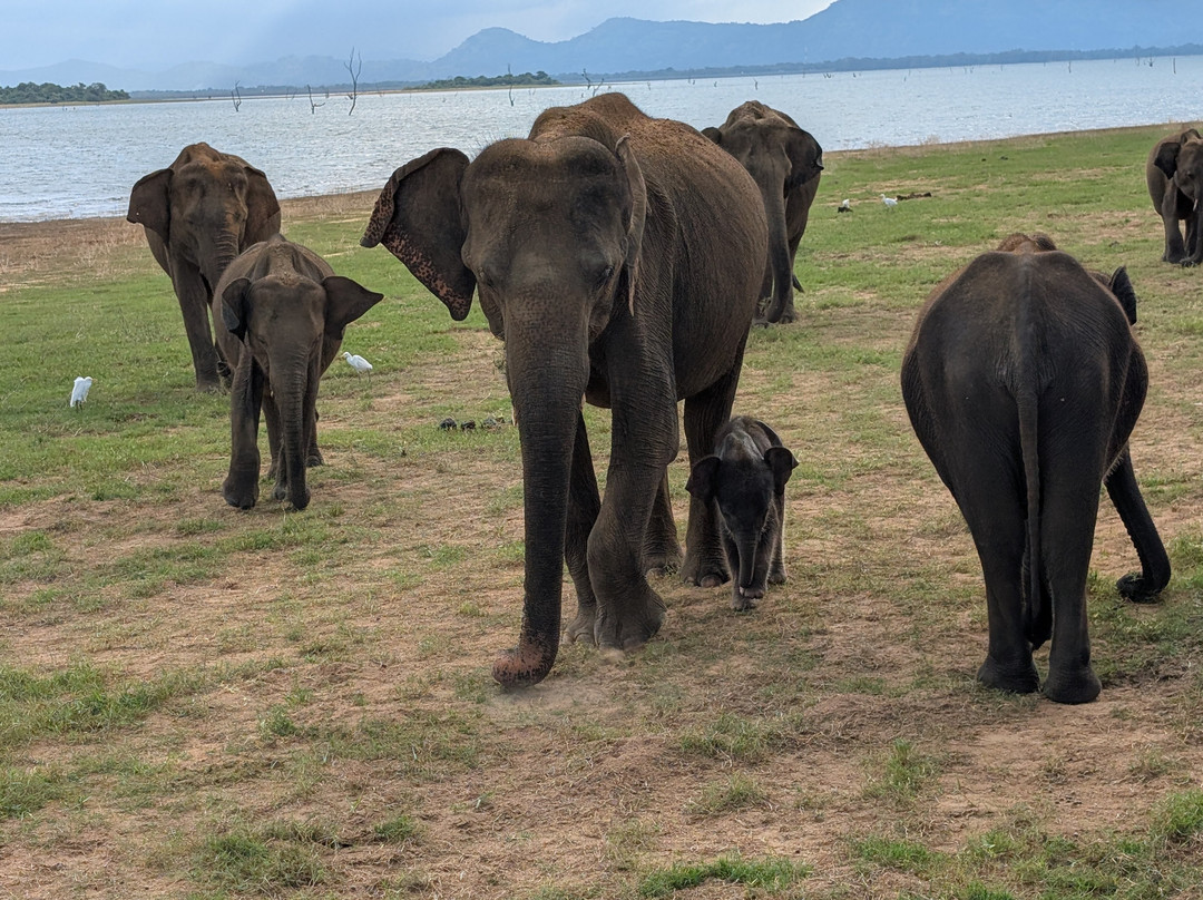 See Sri Lanka Tours-康提必去景点