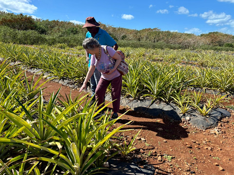 Eleuthera Pineapple Farm Tours-伊柳塞拉必去景点