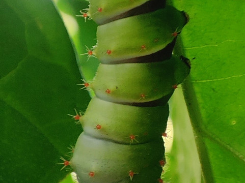 Butterfly Farm Vida de Colores-圣拉蒙必去景点