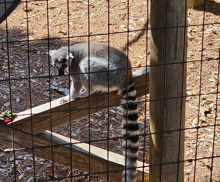 St. Augustine Alligator Farm Zoological Park-圣奥古斯丁必去景点