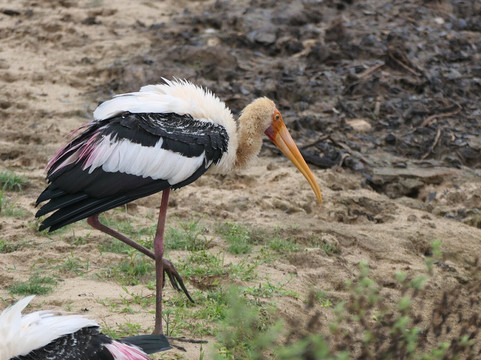 Ceylon Safari Tours-蒂瑟默哈拉默必去景点