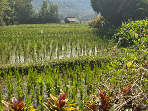 Living Land农场体验之旅-琅勃拉邦必去景点