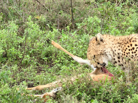 Unlimited Expeditions - The Soul Of Tanzania-阿鲁沙必去景点