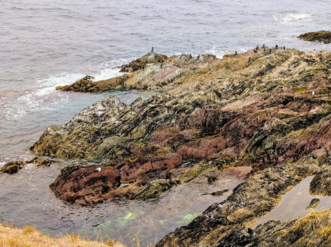 Looe Island-卢城必去景点