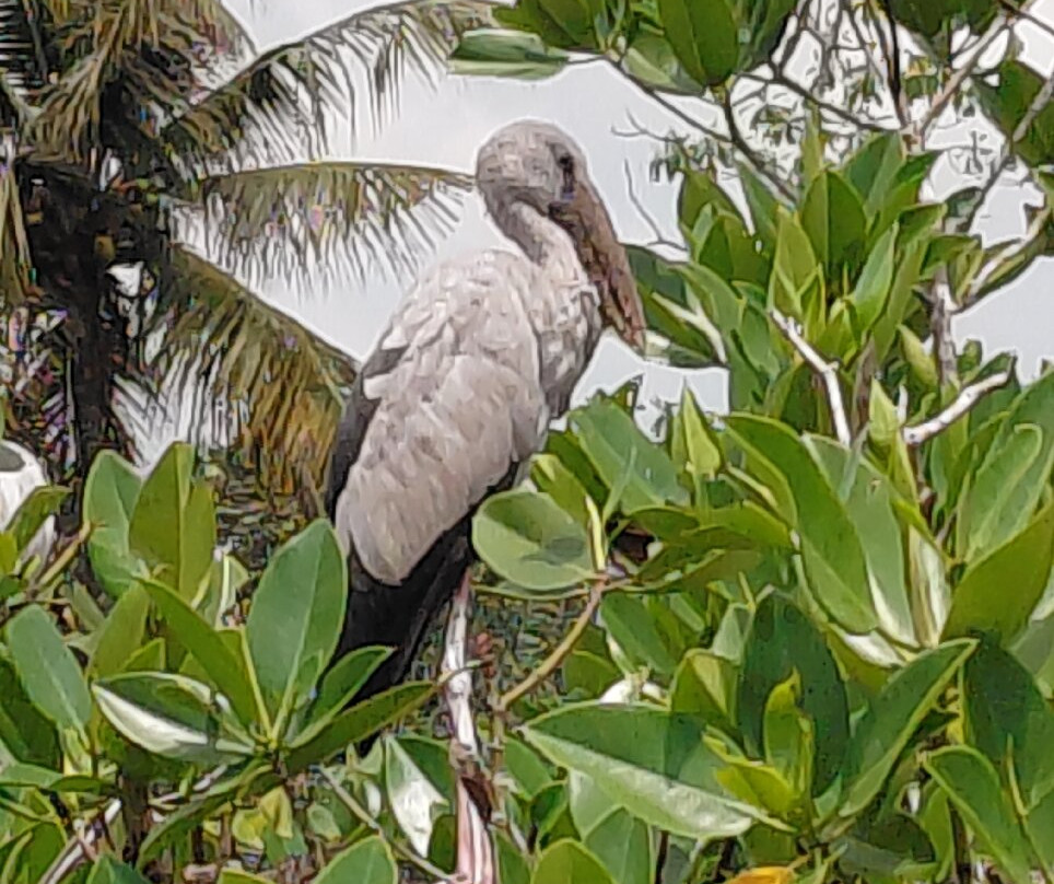 Boat Safari At Koggala Lake No 07-克拉必去景点