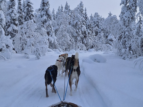 Wingrens Dogsafaris-Kongas必去景点