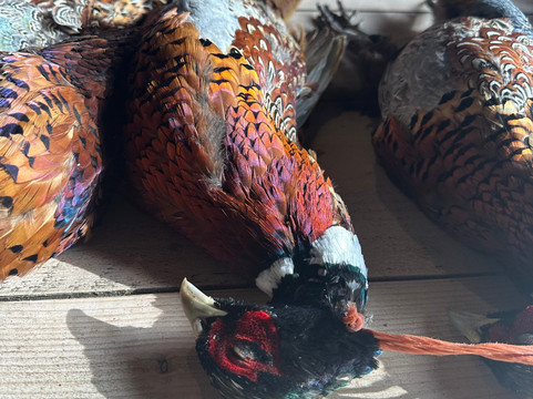 Hunter Gather Cook-刘易斯必去景点