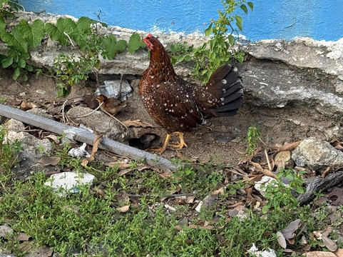 Vieques Island-维切克岛必去景点