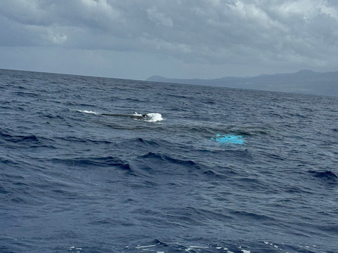 Shelltone Whale Project-Pointe-Noire必去景点