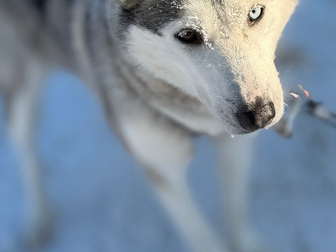 哈士奇雪橇之旅-罗瓦涅米必去景点