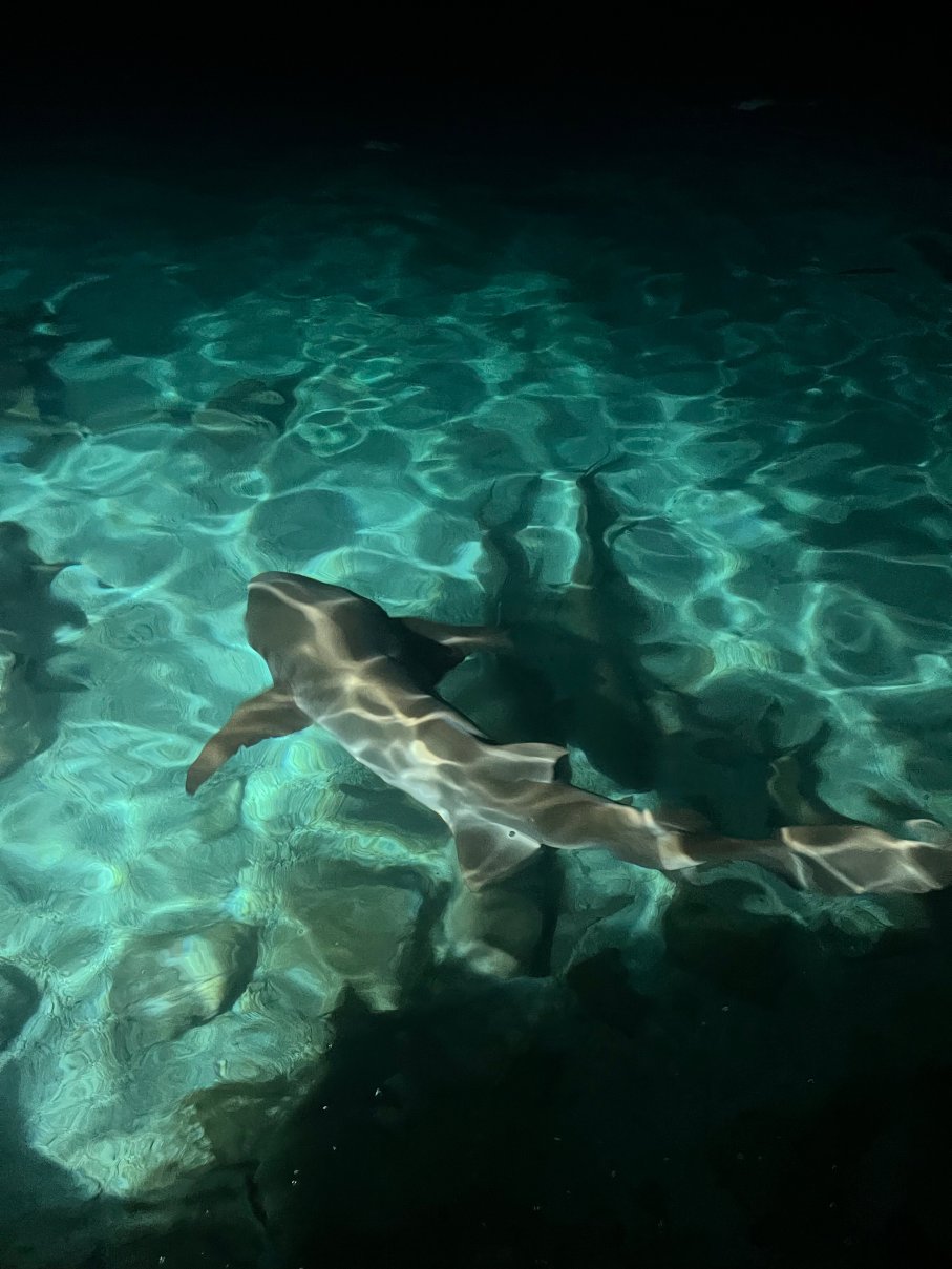 马库努都岛度假村-泳池