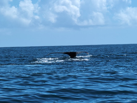 Moto Marina Tours-Santa Barbara de Samana必去景点