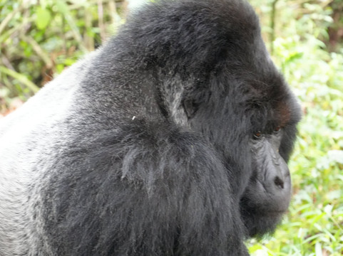 Virunga Gorilla Tours and Eco Safaris-Kisoro必去景点