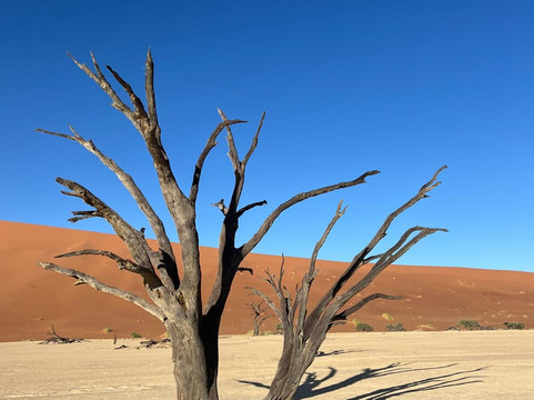 Deadvlei-苏丝斯黎必去景点