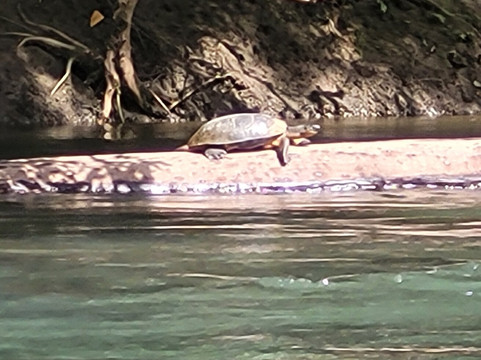 Sarapiqui River-Province of Heredia必去景点