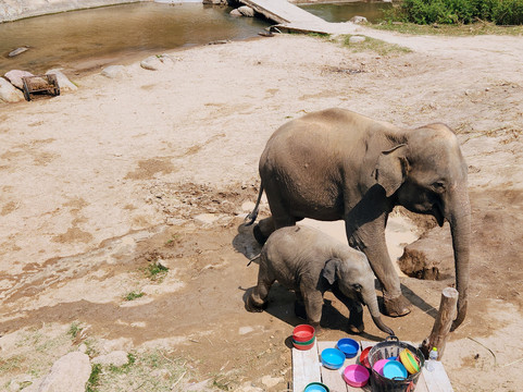 Pon Elephant Thailand-清迈必去景点