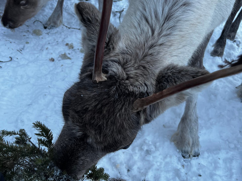 Skumsiida-Purnuvaara必去景点