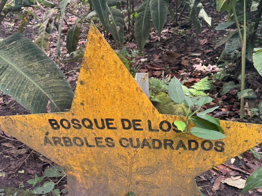 Square Trees Nature Trail Arboles Cuadrados-安东谷必去景点