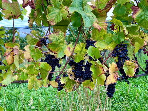 French Peak Vineyard-阿卡罗阿必去景点