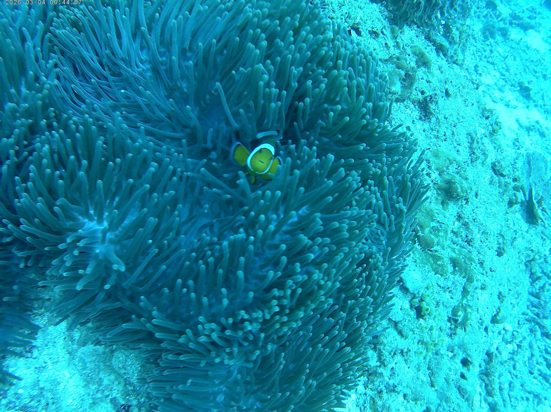 DSM Dive - Gili Trawangan-吉利特拉万安必去景点