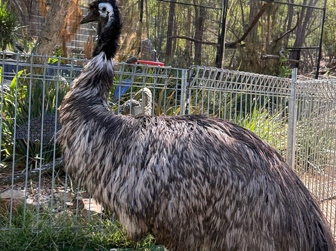 Jirrahlinga Dingo Conservation & Wildlife Education Centre-Chewton必去景点