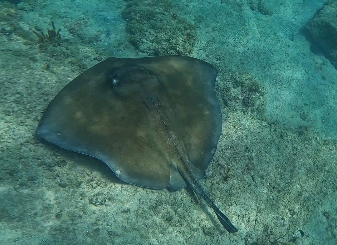 Vieques Snorkel Tours-维切克岛必去景点