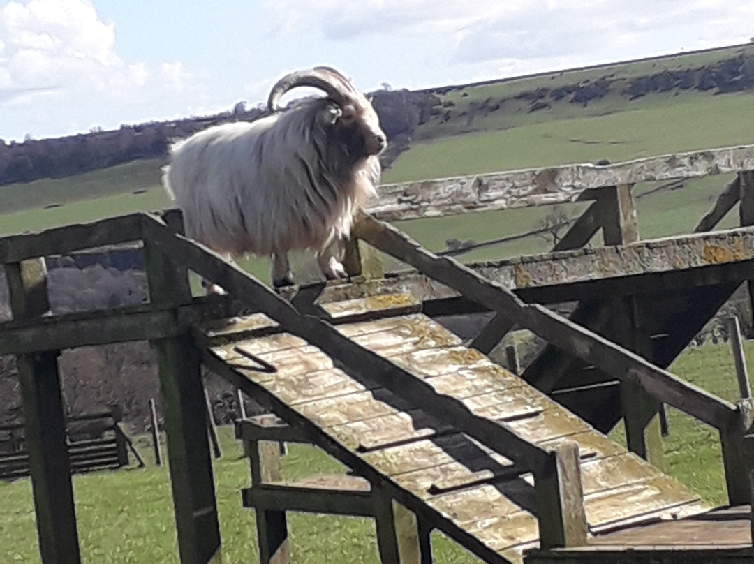 Hall Hill Farm-达勒姆必去景点