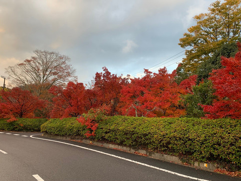 Maple Road-富津市必去景点