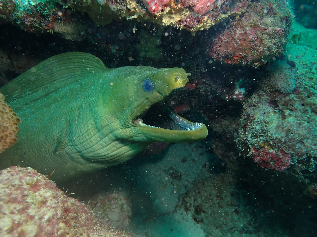Undersea Tobago Ltd-克朗波因特必去景点