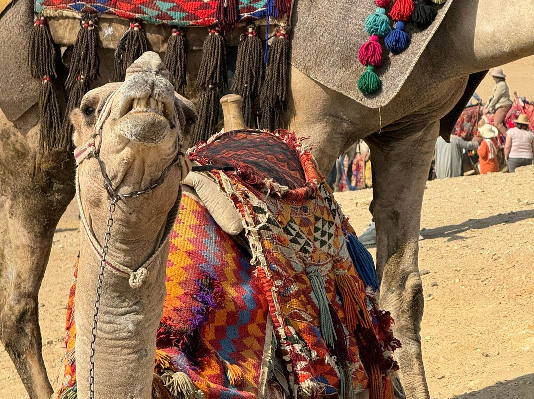 Emo Tours Egypt Giza-吉萨必去景点